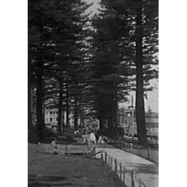 West Esplanade Reserve with pine trees, c 1920s