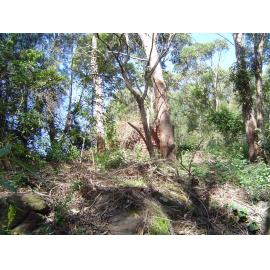 Remnant water tanks on the Old Wheeler property, Narrabeen Lagoon