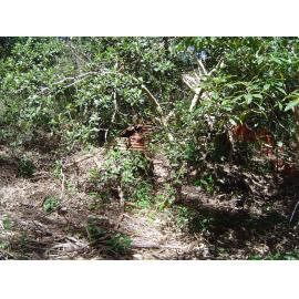 Old Wheeler property on Narrabeen Lagoon