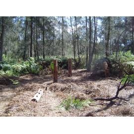 Remnant fence posts from old Wheeler property Narrabeen Lagoon