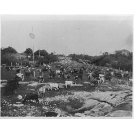 Cattle on a rocky hillside, on a dairy farm, Balgowlah, c1930