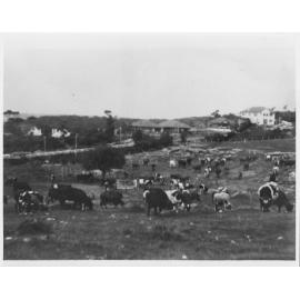 Dairy cattle grazing on rocky farmland in Balgowlah, c1930