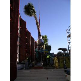 Planting Palms before opening of new Mona Vale Library