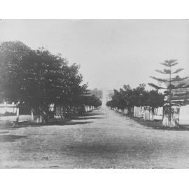 Darley Road, lined with Norfolk Island pines, Manly, c1900