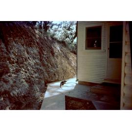 Goanna strolling around house 'Kanangra', McCarrs Creek West