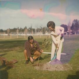 Olive Beaton planting a tree to commemorate the establishment of Mona Vale Library.