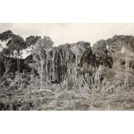 Bushland which became LM Graham Reserve, Balgowlah, c1950s