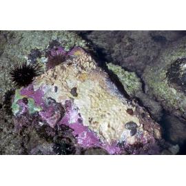  Rockpools with encrusting corallines, Harbord, 1986
