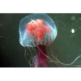  Pelagia noctiluca, Newport,1986