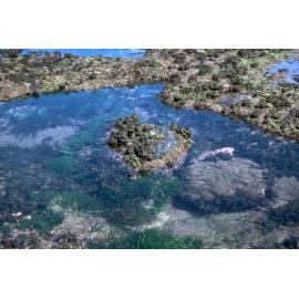  Rockpool with pyura at Newport, 1986