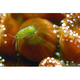  Corynactis australis, 1964