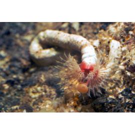  Serpula species, Long Reef, 1986