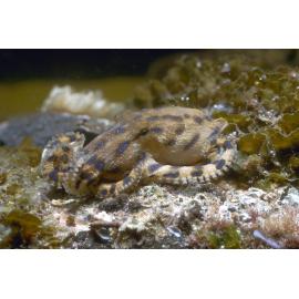  Hapalochlaena fasciata, Long Reef