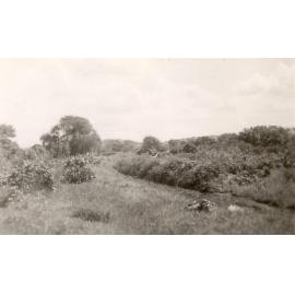 Ground which became the Graham Reserve, Manly, c1950s