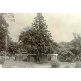 Guide Hall and kindergarten, Ivanhoe Park, Manly, 1964