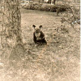 Koala in Mr Crawshaw's yard, Avalon