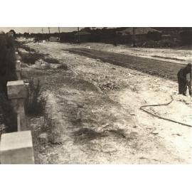 Peacock near William St, Seaforth, 26th January 1939