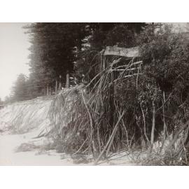 Pine tree roots, south of North Steyne Pavilion, Manly, 28th June 1950