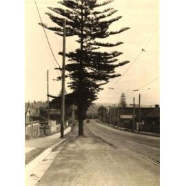 Pittwater Road pine tree, Manly, 3rd July 1934