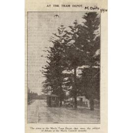 Pittwater Road pines near Manly Tram Depot, Manly, 3rd July 1934
