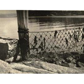 Tar, Little Manly Pool, Manly, 23rd April 1940