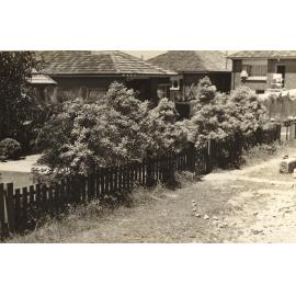 Violet Street, Mrs Evans' property,, Balgowlah,25th November 1937