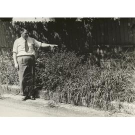 Weeds, Osborne Road near East Esplanade, Manly, 23rd January 1948