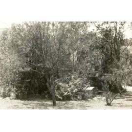 Unidentified site with trees small bushes and outdoor furtniture, c1940s