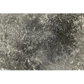 Unidentified site with vegetation, c1940s