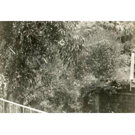 Bushland area adjacent to a structure, c1940s