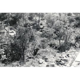 Vegetation on an indentified property, c1940s