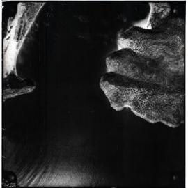 Aerial photograph of Barrenjoey, Palm Beach, West Head, Ku-ring-gai Chase, 1956