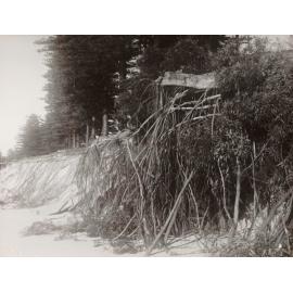 Pine tree roots, south of North Steyne Pavilion, Manly, 28th June 1950