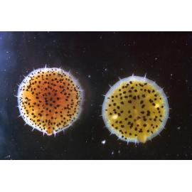 Myzostomids on two Cenolia, Collaroy, 1967