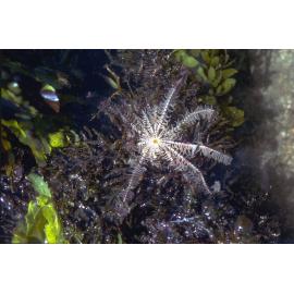 Cenolia trichoptera (Comanthus), Collaroy, 1979