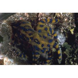 Hapalochlaena fasciata, Collaroy, 1986