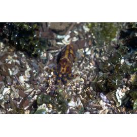 Hapalochlaena fasciata, Collaroy, 1979