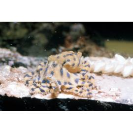 Hapalochlaena fasciata