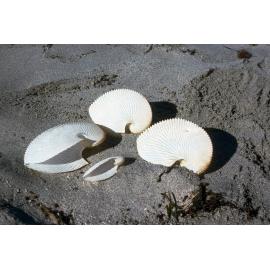 Argonauta egg case, Cape Leuuwin, 1986