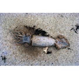 Cephalopod on Lagoon Beach
