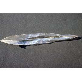 Notodarus gouldi ink pen, Sydney, 1986