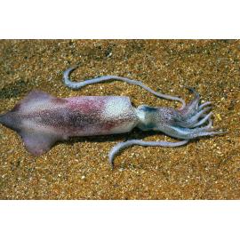 Notodarus gouldi, Sydney, 1986