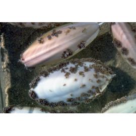 Cuttle Bones and Barnacles, 1979