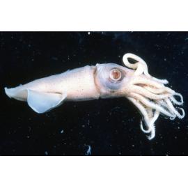 Cuttlefish Adult