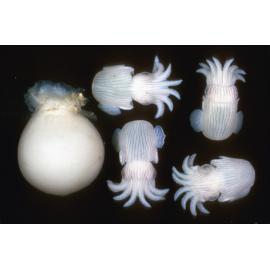 Newly Hatched Dumpling Squid, Port Hacking, 1965