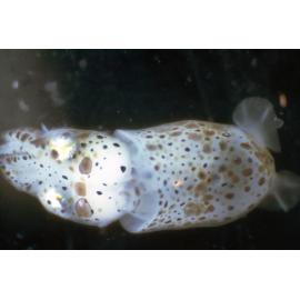 Juvenile Cuttlefish, Georges River, 1967