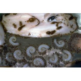 Cuttle bone with Spirula, Newport, 1988