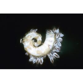 Spirula spirula, Sydney, 1964