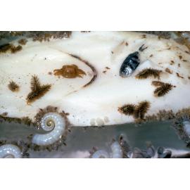 Cuttle bone with Spirula and barnacles, Newport, 1988
