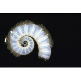 Spirula spirula, Lord Howe Island, 1964